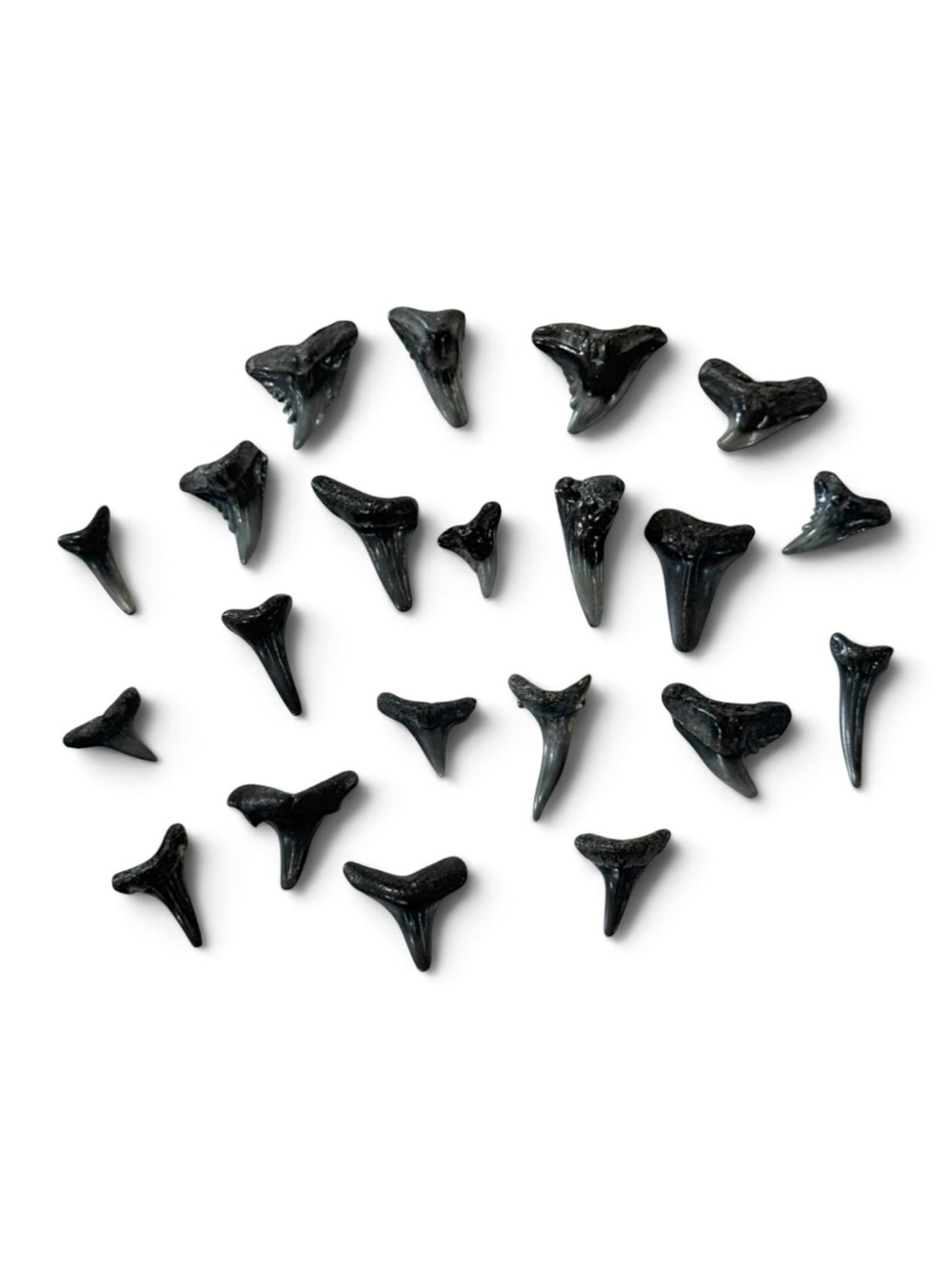 Fossilized Shark Teeth Lot of 20
